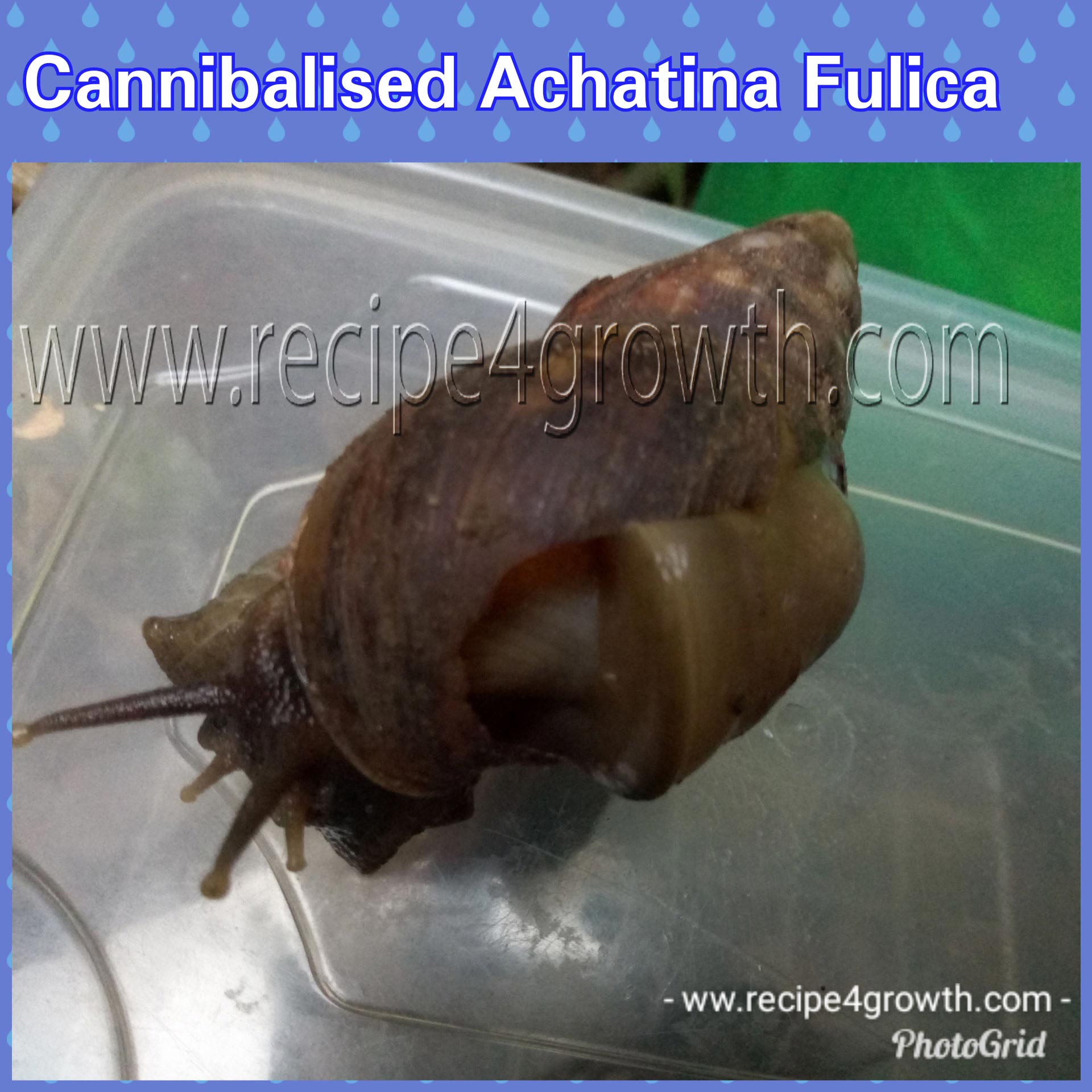 Achatina Fulica cannibalised 